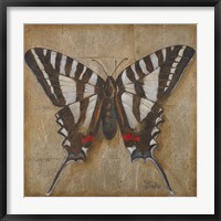 Framed Butterfly I