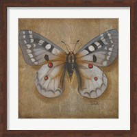Framed Butterfly II