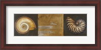 Framed Seashells I