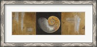 Framed Seashells II