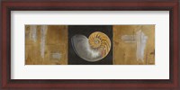 Framed Seashells II