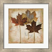 Framed Natural Leaves III