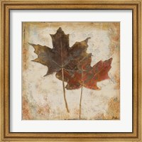 Framed Natural Leaves IV