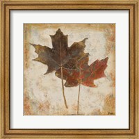 Framed Natural Leaves IV