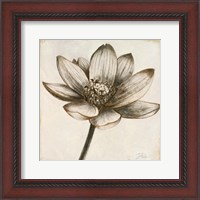 Framed Sepia Lotus II