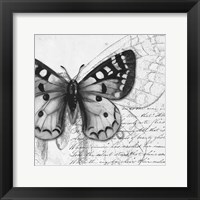 Framed Butterfly Studies I