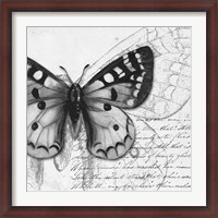 Framed Butterfly Studies I