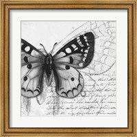 Framed Butterfly Studies I
