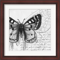 Framed Butterfly Studies I