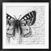 Framed 'Butterfly Studies I' border=