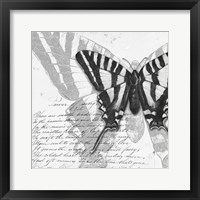 Framed 'Butterflies Studies II' border=