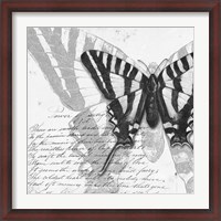 Framed Butterflies Studies II