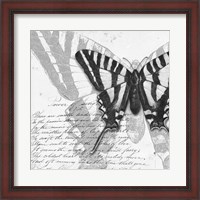 Framed Butterflies Studies II