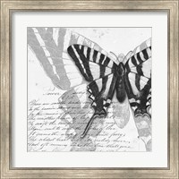 Framed 'Butterflies Studies II' border=