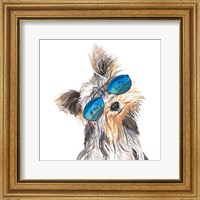 Framed Yorkie with Shades