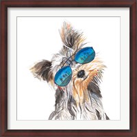 Framed Yorkie with Shades