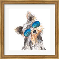 Framed Yorkie with Shades