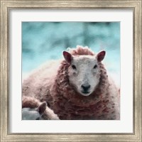 Framed Sheep Square II
