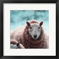 Sheep Square II Framed Print