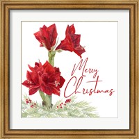 Framed Merry Amaryllis VI