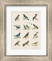 Framed Bird Chart II