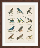 Framed Bird Chart II