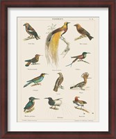 Framed Bird Chart I