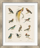 Framed Bird Chart I