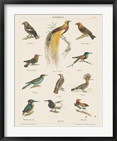 Bird Chart I Framed Print