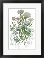 Flowering Plants IV Framed Print
