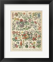 Framed French Flower Chart