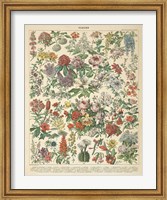 Framed French Flower Chart