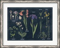 Framed Botanical Floral Chart II Dark Blue