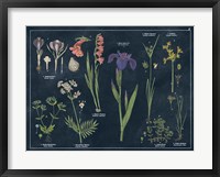 Framed Botanical Floral Chart II Dark Blue