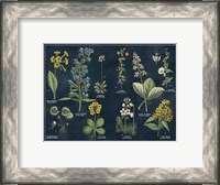 Framed Botanical Floral Chart I Dark Blue