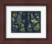 Framed Botanical Floral Chart I Dark Blue