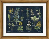 Framed Botanical Floral Chart I Dark Blue