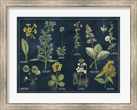 Framed Botanical Floral Chart I Dark Blue