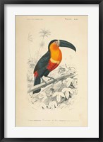 Framed Toucan du Para