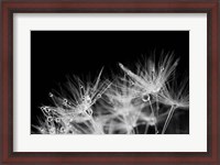 Framed Dandelion Dewdrops II