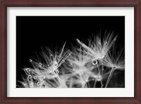 Framed Dandelion Dewdrops II