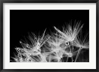 Framed Dandelion Dewdrops II