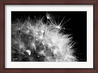 Framed Dandelion Dewdrops I