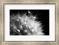 Framed Dandelion Dewdrops I