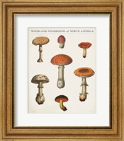 Framed Mushroom Chart III Light