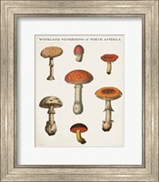 Framed Mushroom Chart III Light