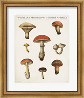 Framed Mushroom Chart II Light
