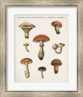 Framed Mushroom Chart II Light