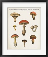 Mushroom Chart II Light Framed Print