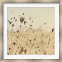 Framed Falling Queen Annes Lace II Crop Sepia